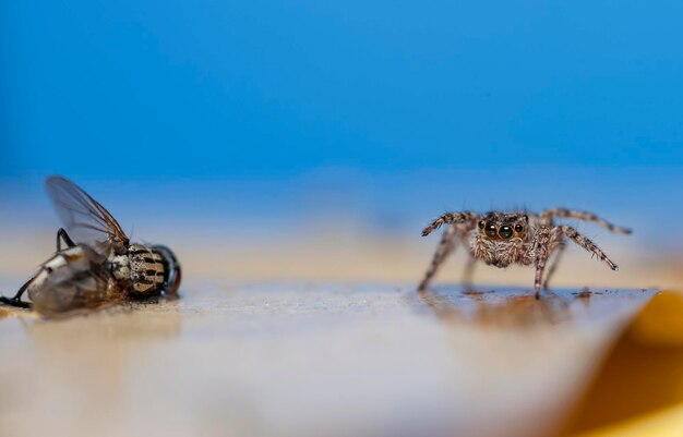 Close-up of spider on blue surface