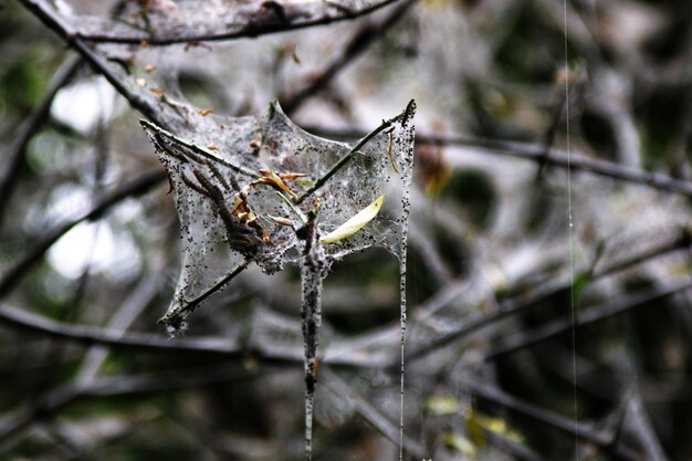 Foto close-up di un ragno sul ramo