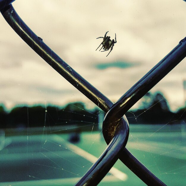 Foto close-up di un ragno su una recinzione a catena