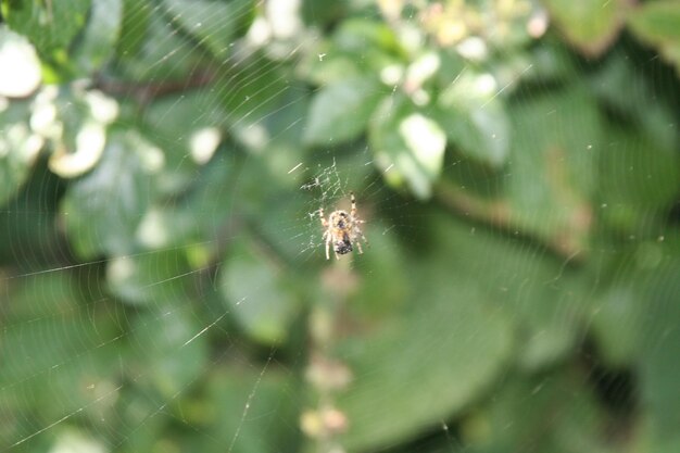 Close-up of spider on cobweb