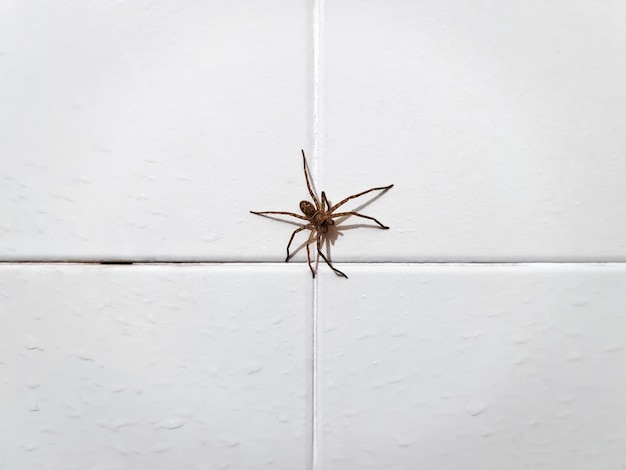 Close-up Spider on Dirty White Wet Tiled Wall