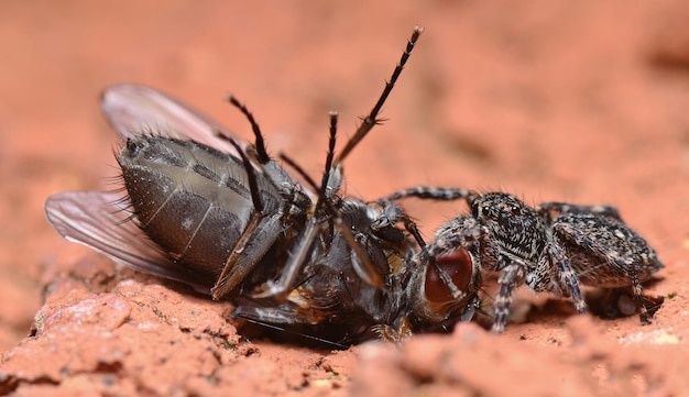 Close-up of spider dragging dead fly