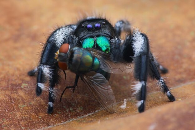 Foto close-up di un ragno sul campo