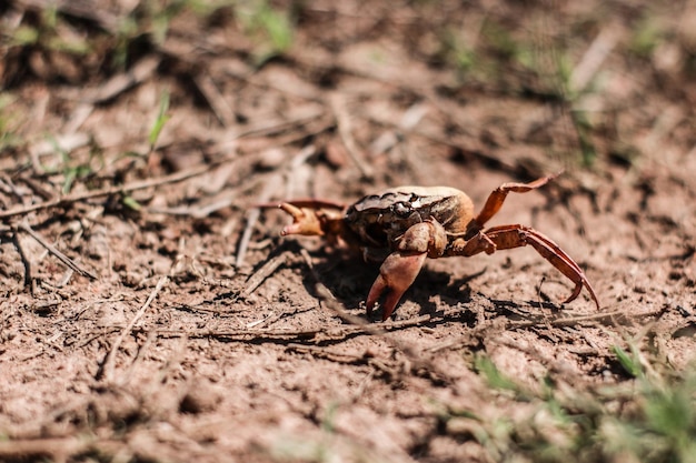 Close-up of spider on field