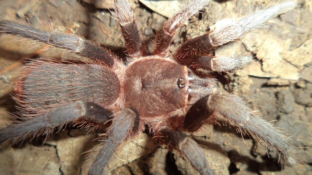 Photo close-up of spider on floor