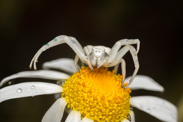 黒い背景を背景に花のスパイダーのクローズアップ