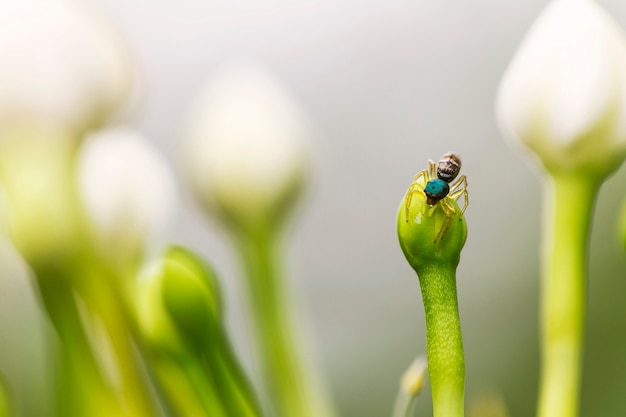 Close up spider on the flower and blurred white flower background.