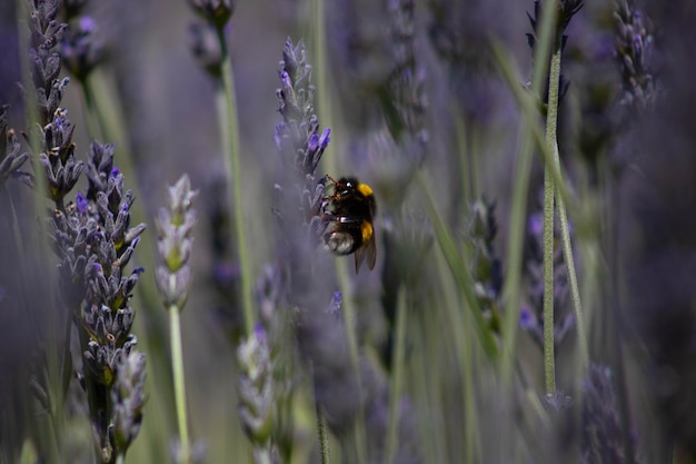 Foto close-up di un ragno su un fiore