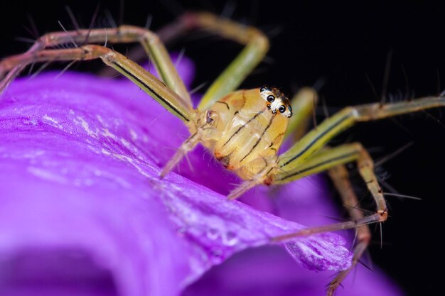 Close-up of spider on flower