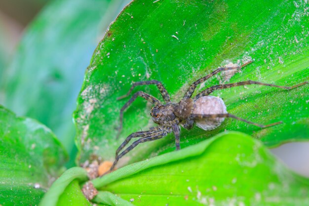 Close up spider in forest