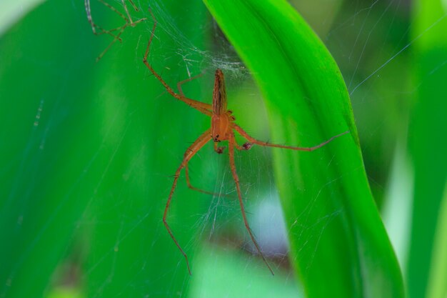 Close up spider in forest