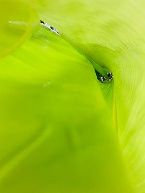 Close-up of spider on green leaf