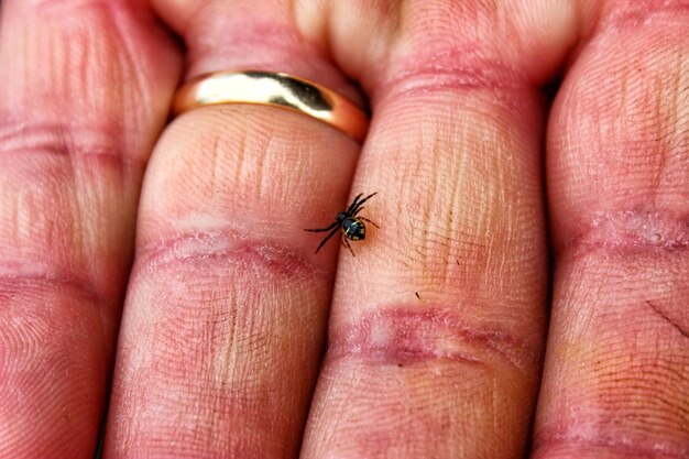 Photo close-up of spider on hand