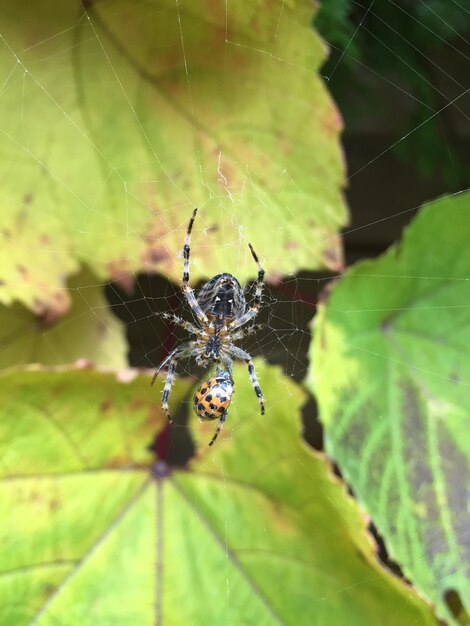 Close-up of spider hunting ladybug