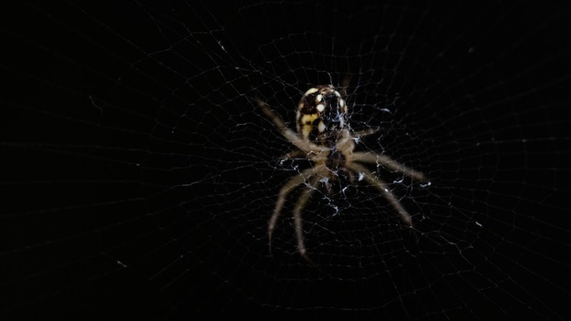 Close-up of a spider in its web with black background