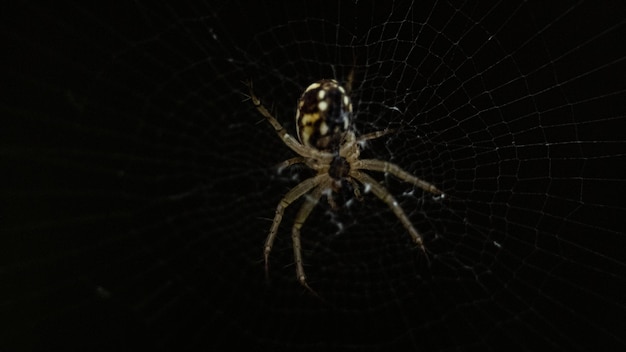 Photo close-up of a spider in its web with black background