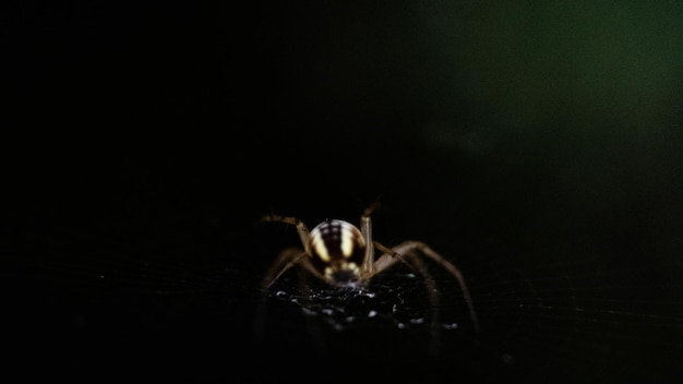 Photo close-up of a spider in its web with black background