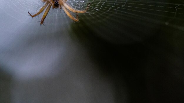 검은 배경을 가진 거미줄에 있는 거미의 클로즈업
