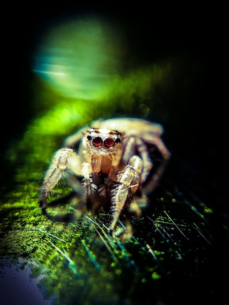 Foto prossimo piano di un ragno sulla foglia
