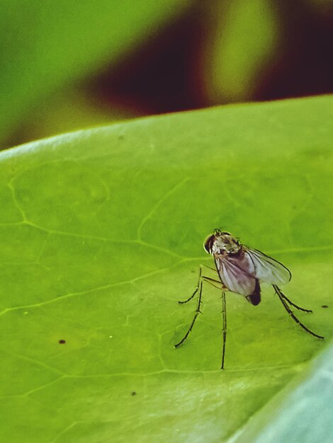 Close-up of spider on leaf