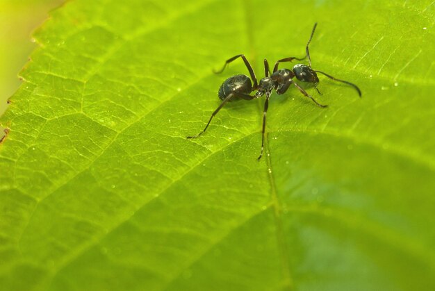 Close-up of spider on leaf