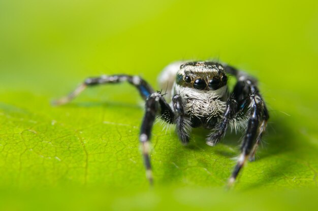 Close-up of spider on leaf