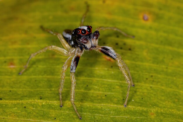 Close-up of spider on leaf