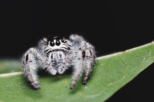 Photo close-up of spider on leaf