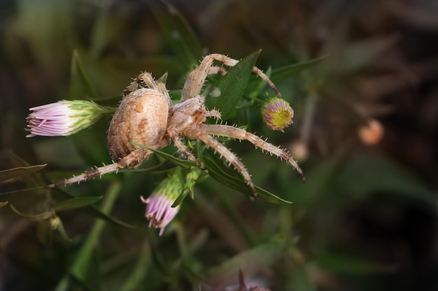 植物上のクモのクローズアップ