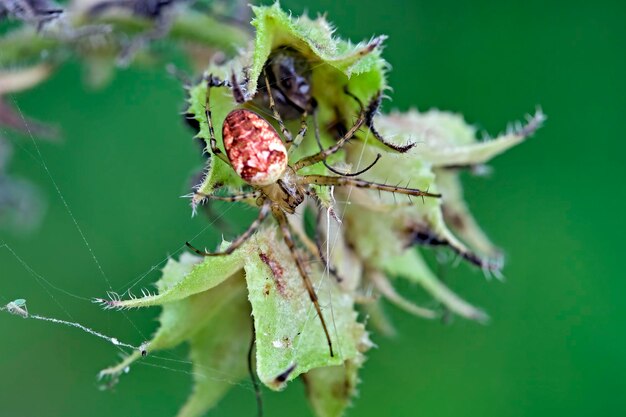 Close-up of spider on plant