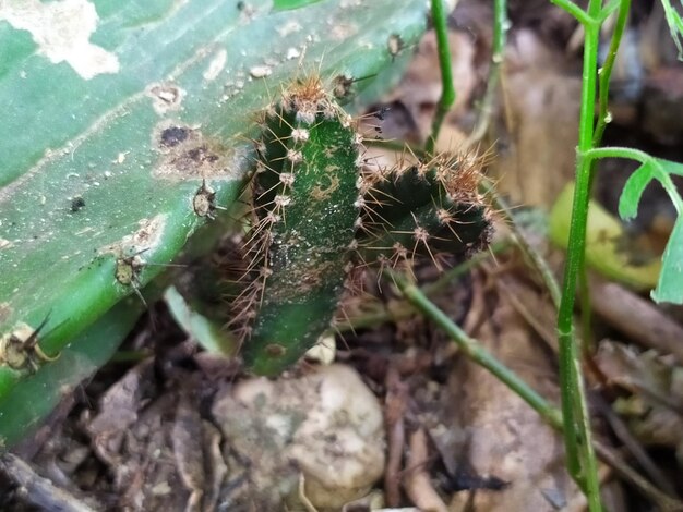 Foto prossimo piano di un ragno sulla pianta