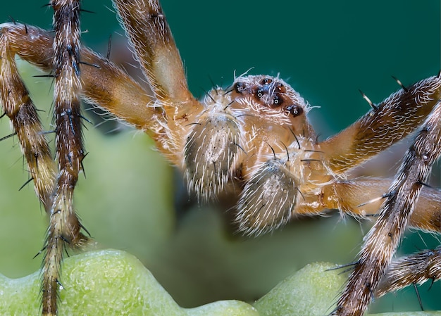 Photo close-up of spider on plant