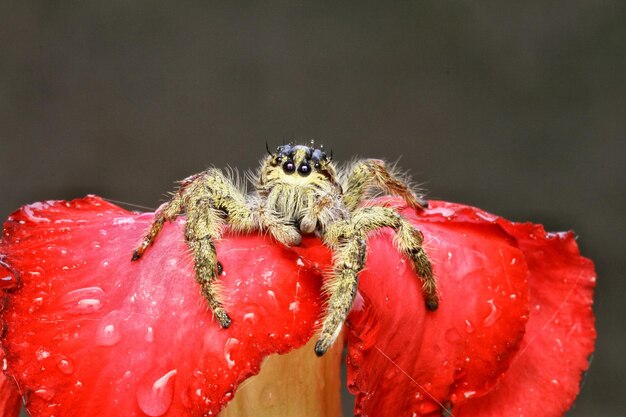 Photo close-up of spider on red flower