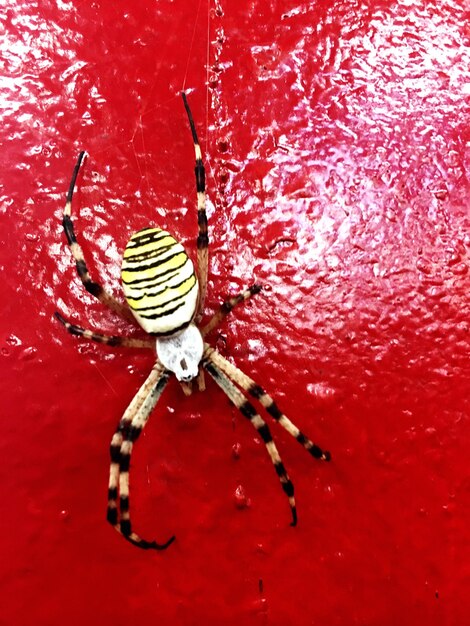Foto prossimo piano di un ragno su una foglia rossa