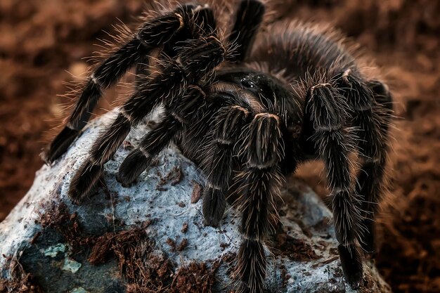 Photo close-up of spider on rock