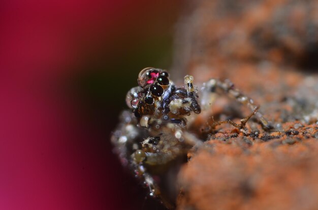 Photo close-up of spider on rock