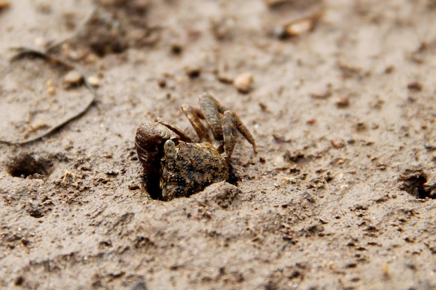 Photo close-up of spider on sand