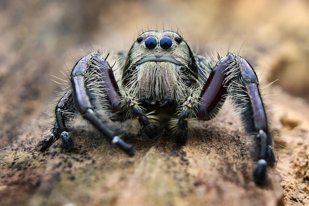 Foto prossimo piano di un ragno sulla sabbia