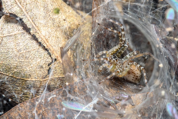 Close up spider on spider web in leaf cave  at nature thailand