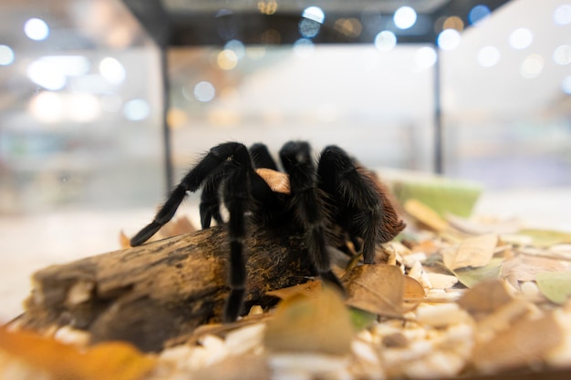 Foto prossimo piano di un ragno in un acquario