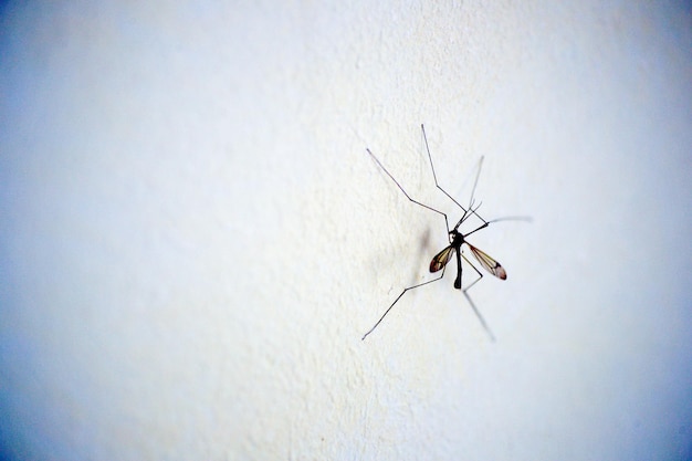 Photo close-up of spider on wall