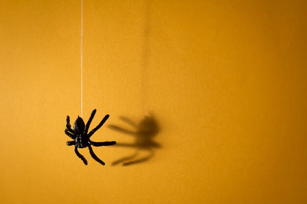 Close-up of spider on wall