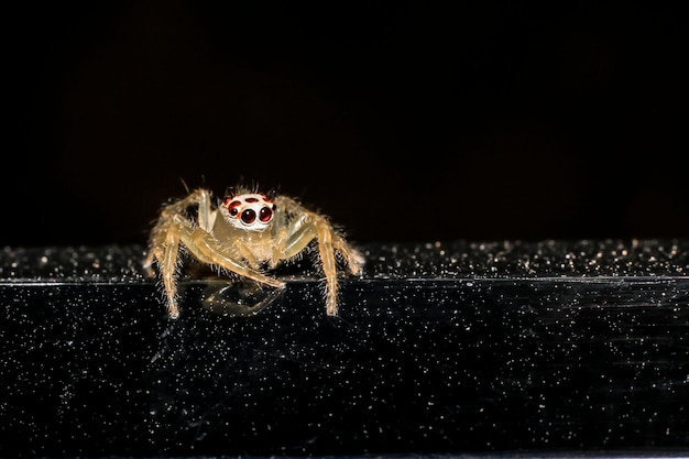 Photo close-up of spider on web against black background