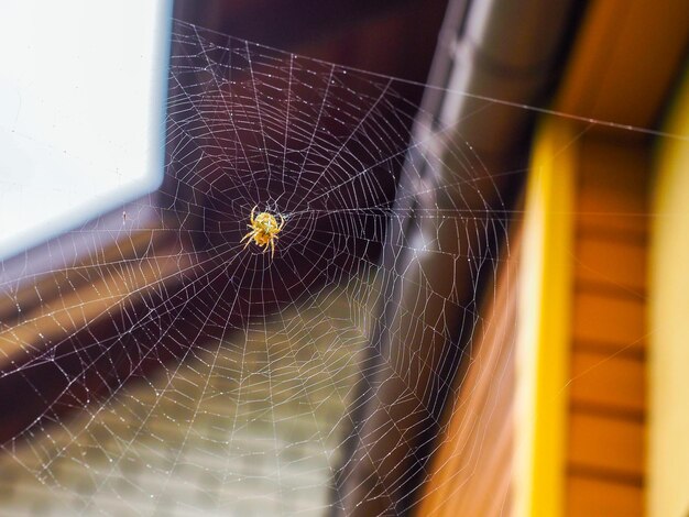 Foto prossimo piano del ragno e della rete su uno sfondo sfocato