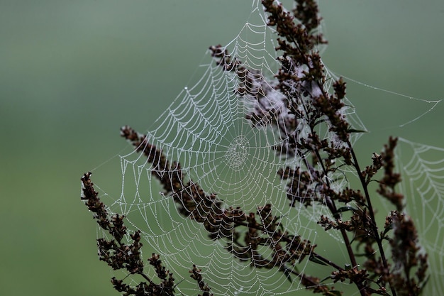 Photo close-up of spider on web against plants