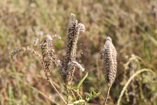 Foto prossimo piano di una rete di ragno su fiori secchi