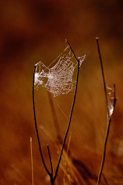 Photo close-up of spider web on dry plant