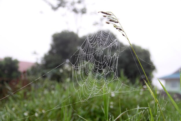 Photo close-up of spider web on grass
