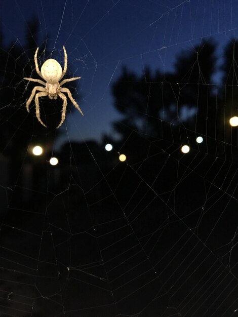 Foto close-up di un ragno sulla rete di notte