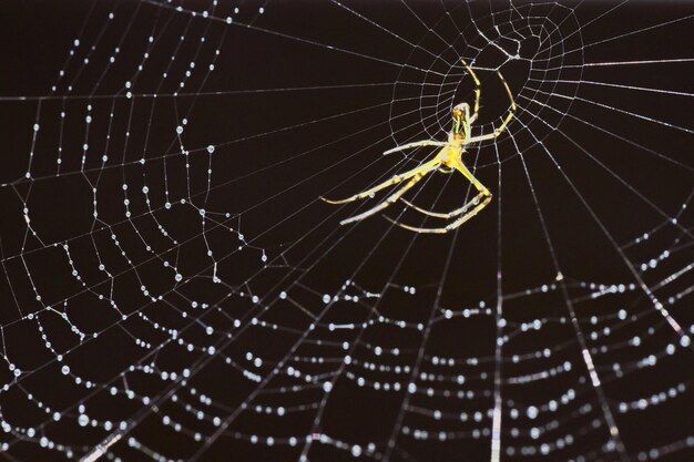 Foto prossimo piano di un ragno nella rete all'aperto